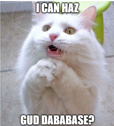 White cat begging with humorous text.