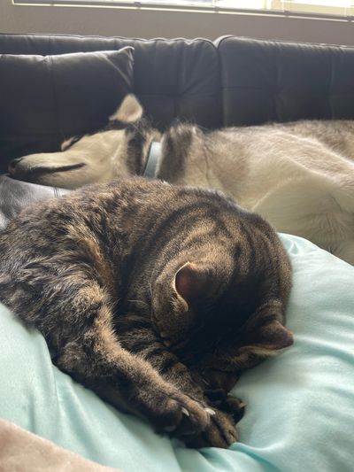 A tabby cat curled up sleeping with a husky resting in the background.