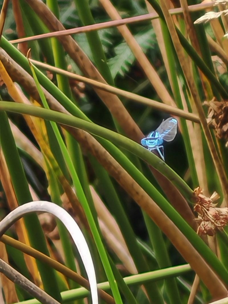 Butterfly.jpeg