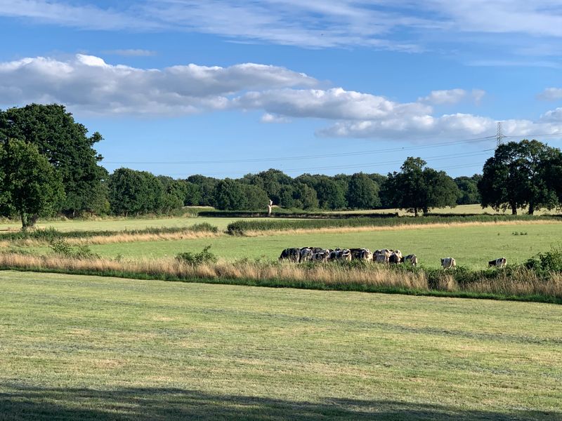 Cows Grazing in Claygate Green Belt