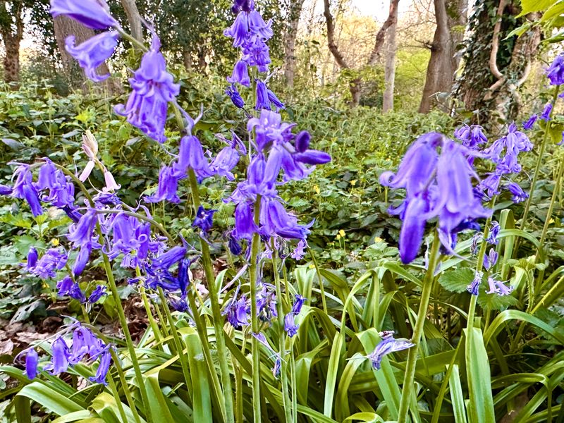 Wild flowers photographed in Claygate Green Belt