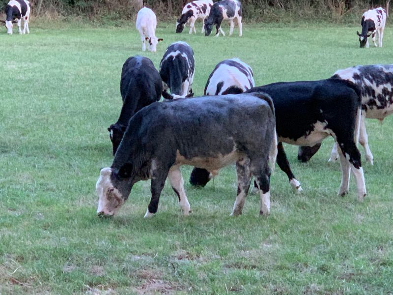 Cows Grazing in Claygate Green Belt