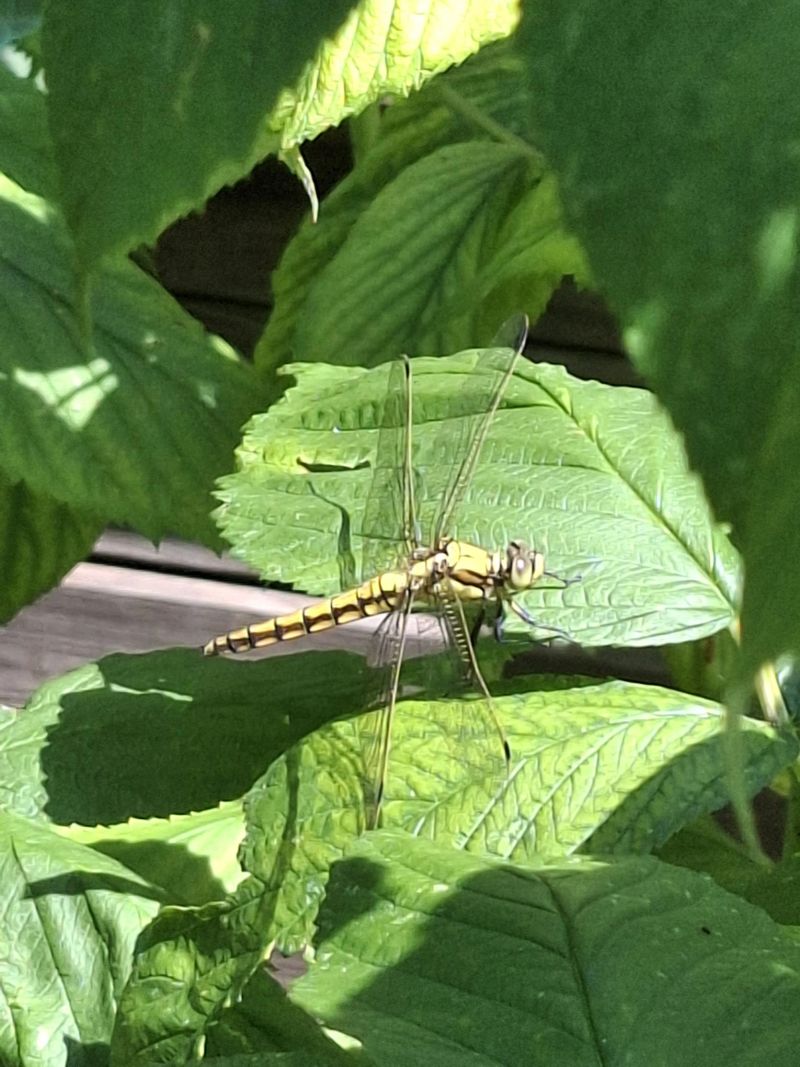 dragopnfly.jpeg