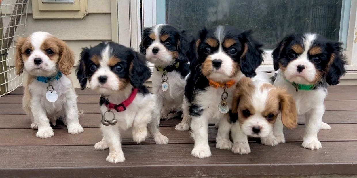 Cavalier King Charles Spaniel