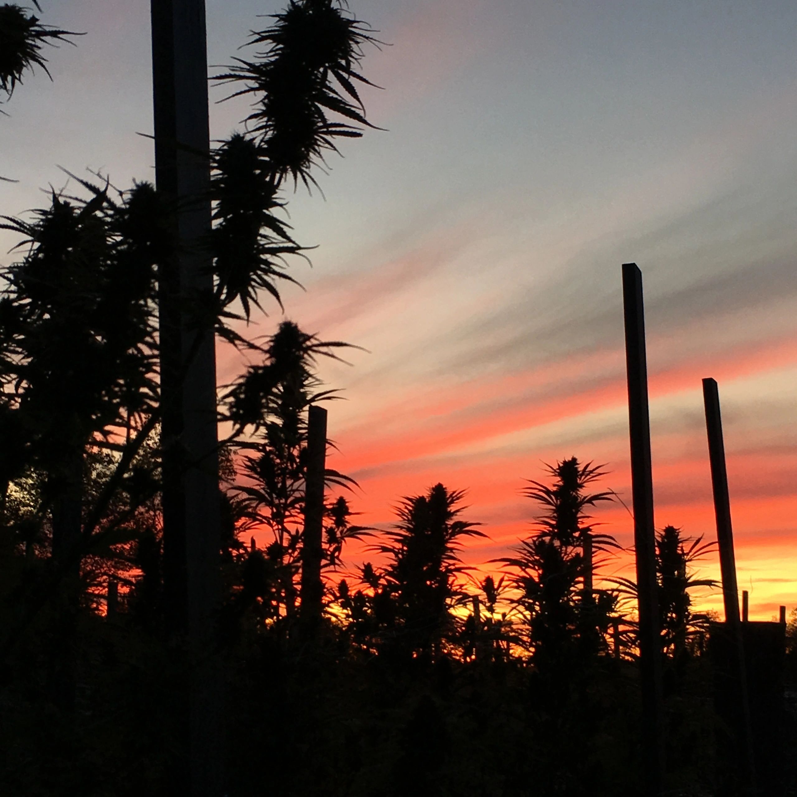 The sun setting over our young crop of hemp & medical marijuana creating a premium, craft cannabis x