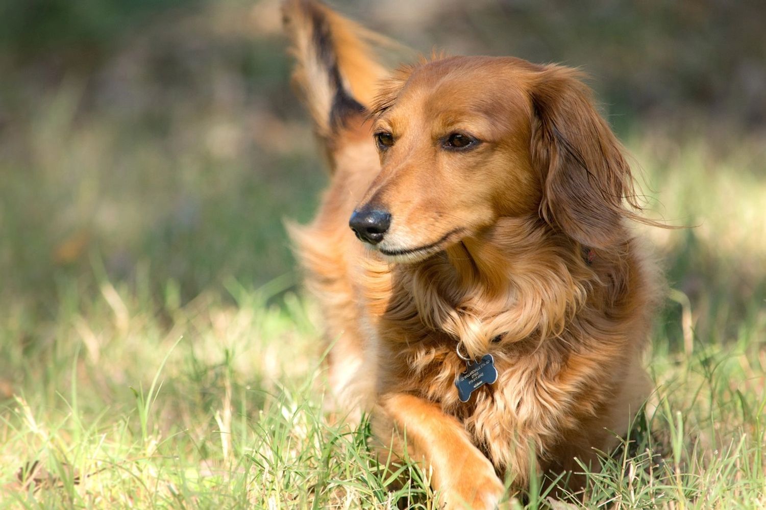 Long haired dachshund golden hotsell retriever mix