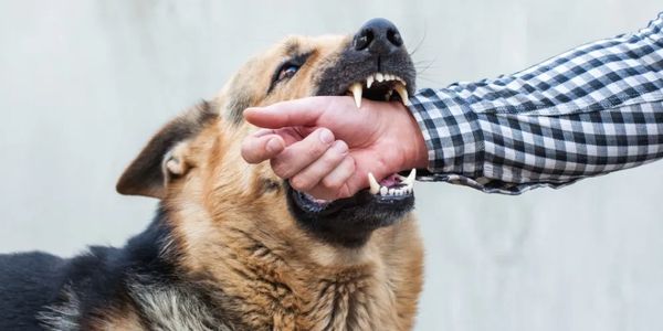 Dog biting a client before they call The Williams Firm