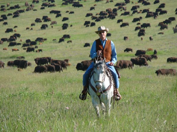 A cowboy on horseback with a large herd of bison in the background.