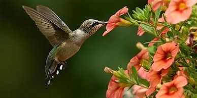 Hummingbird feeding on a vibrant orange flower.