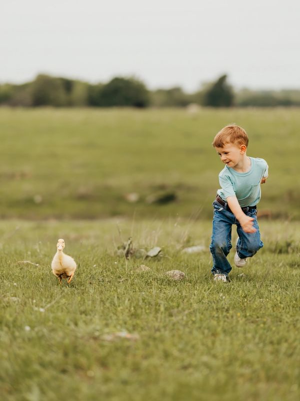 A young boy joyfully runs after a duck in a grassy field.