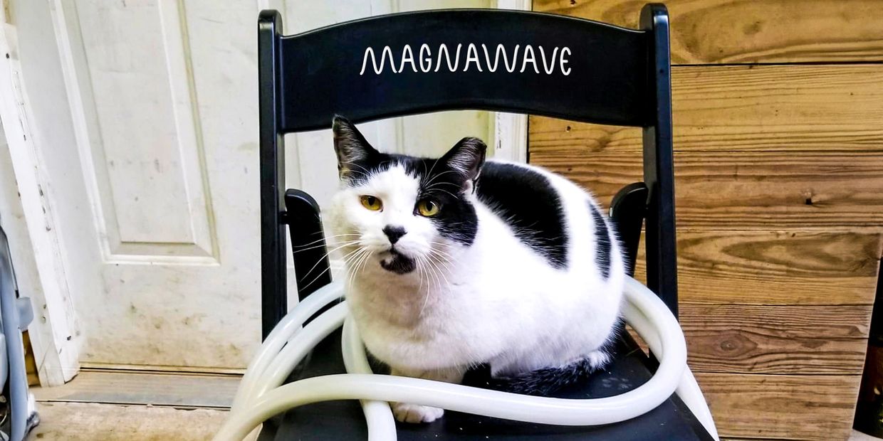 Black and white cat sitting on a chair with a hose.