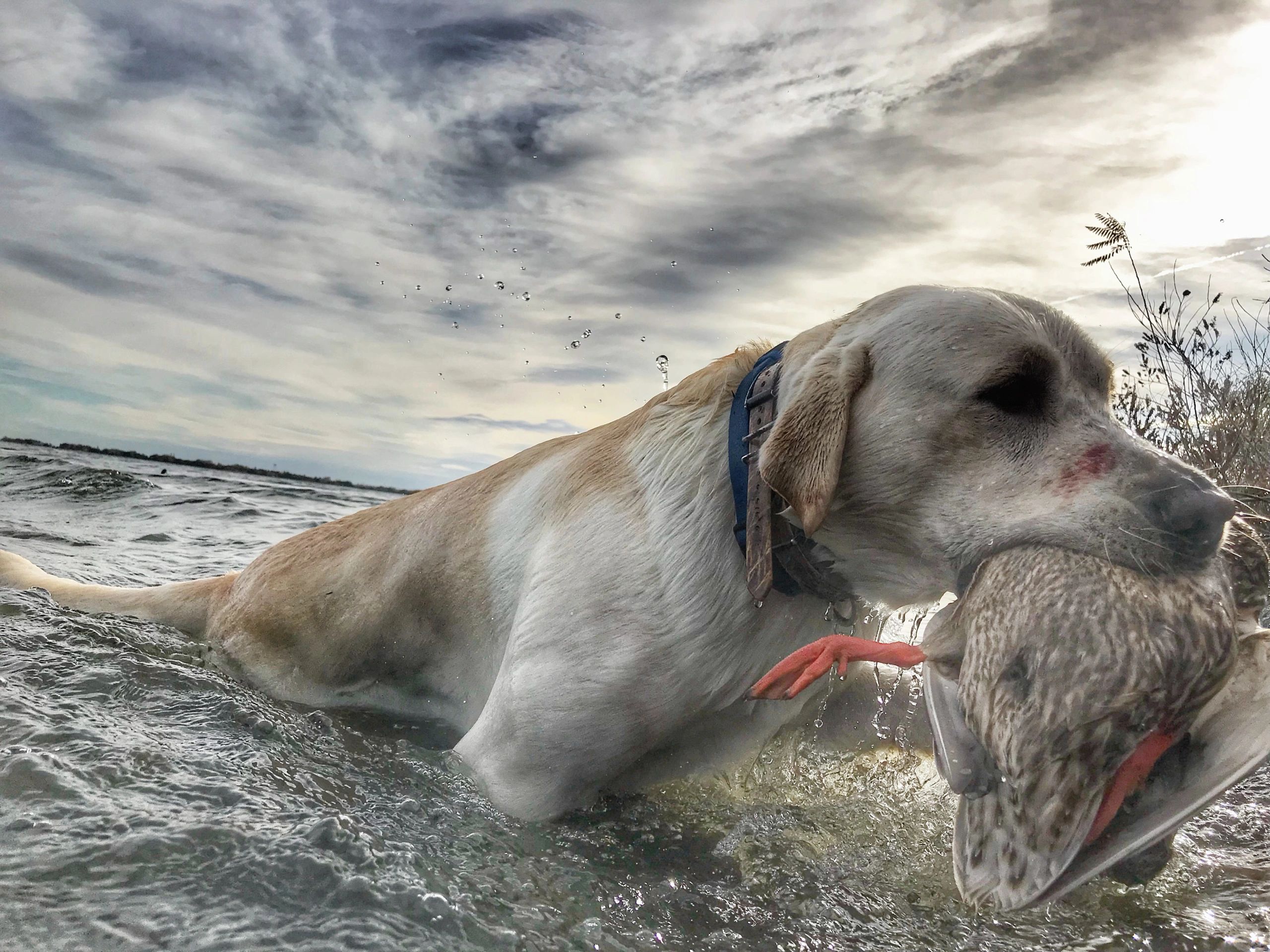 Dekeswaterfowl - Waterfowl, Gear, Apparel