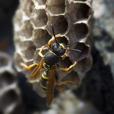 wasp nest insect and pest control