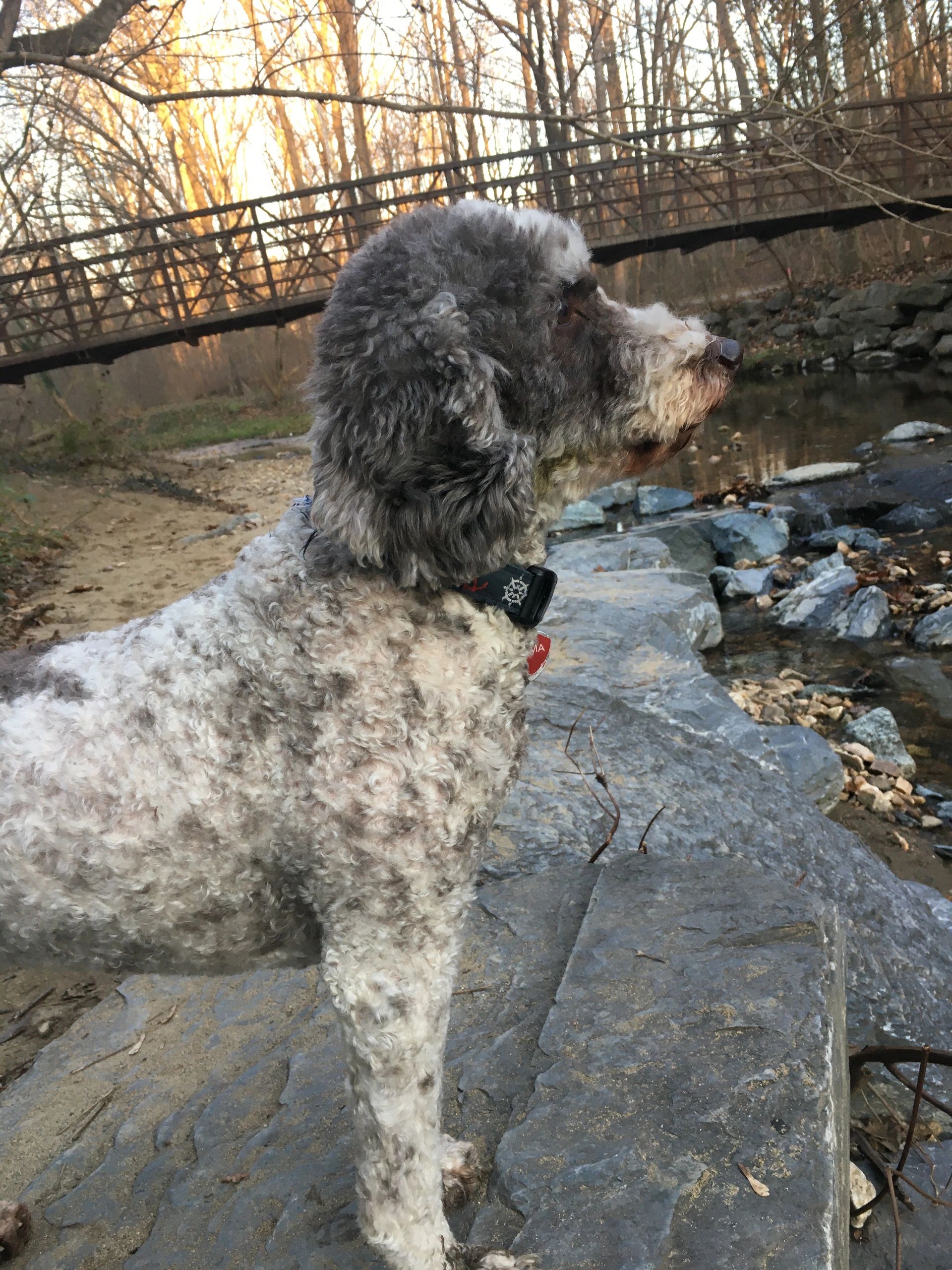 Animal Healing / Communication / Pet Mediumship