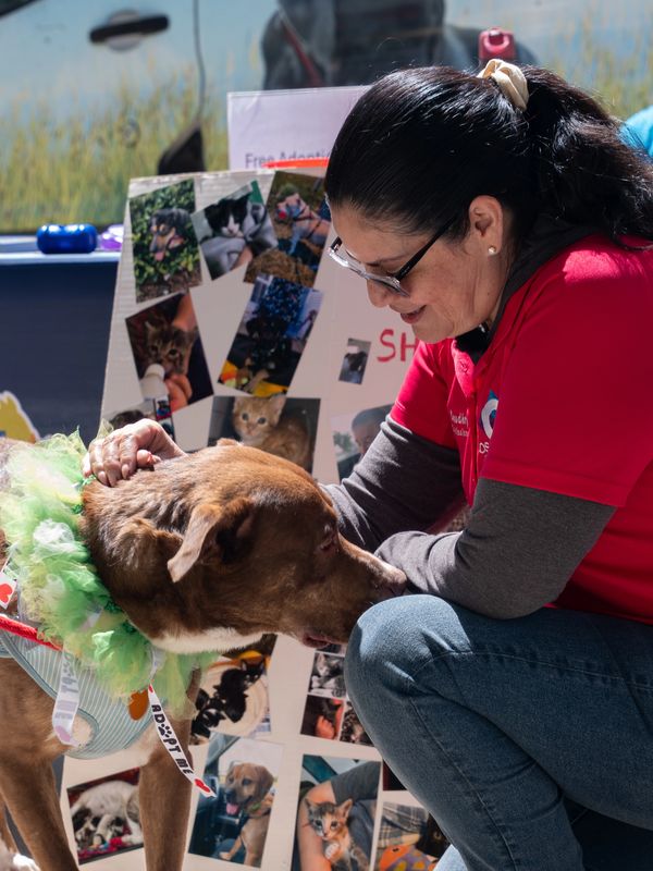 Woman in red shirt lovingly interacts with a brown dog wearing a green collar.