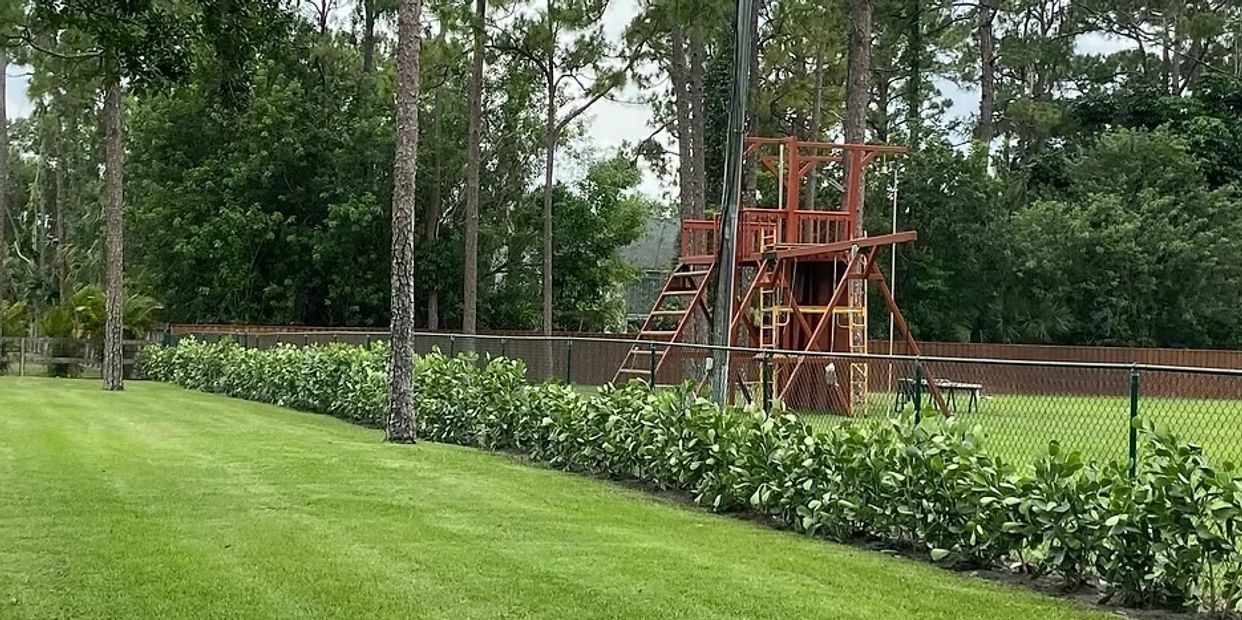 Clusia Hedge installation
