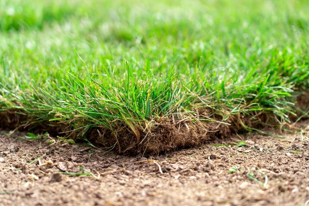 Close-up of grass sod with soil beneath.