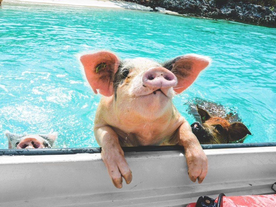Pig trying to get in boat Pig Beach Exumas