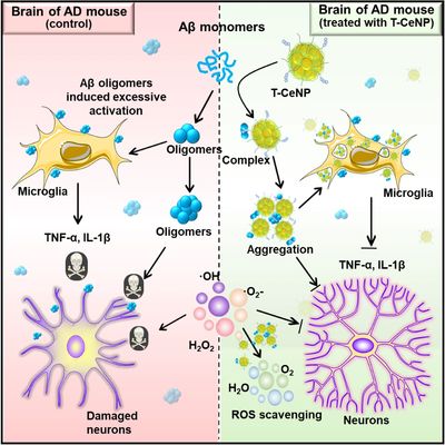 Ceria-nanocluster for Alzheimer’s disease therapy
