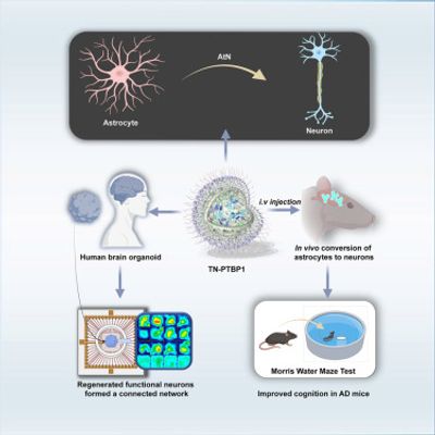 Reverse the progression of Alzheimer’s disease through Nano-ERASER-based adult neuroregeneration