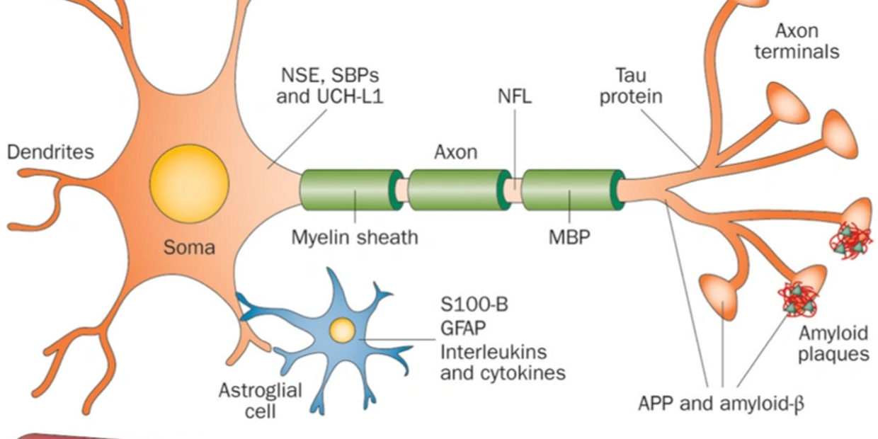 Origin sites of 'common' neuronal biomarkers. 