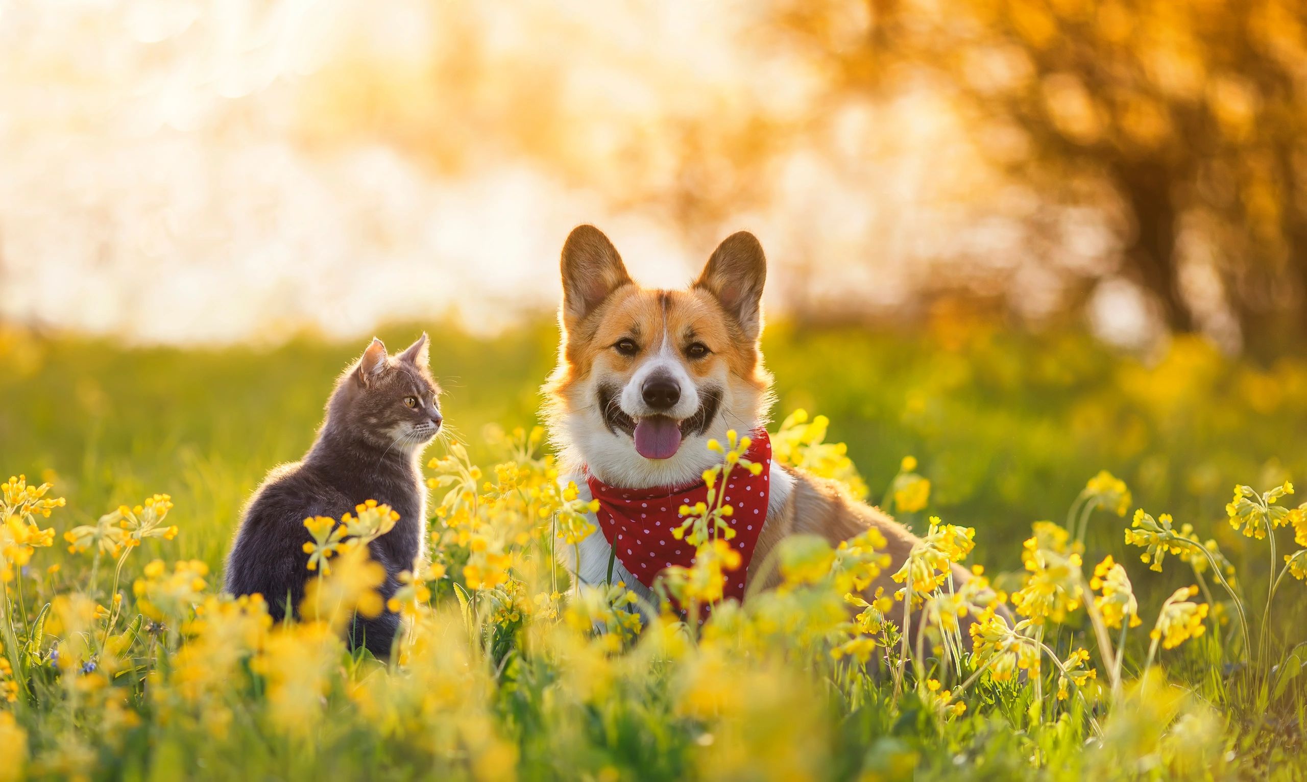 Northeast Kansas Animal Welfare Foundation logo