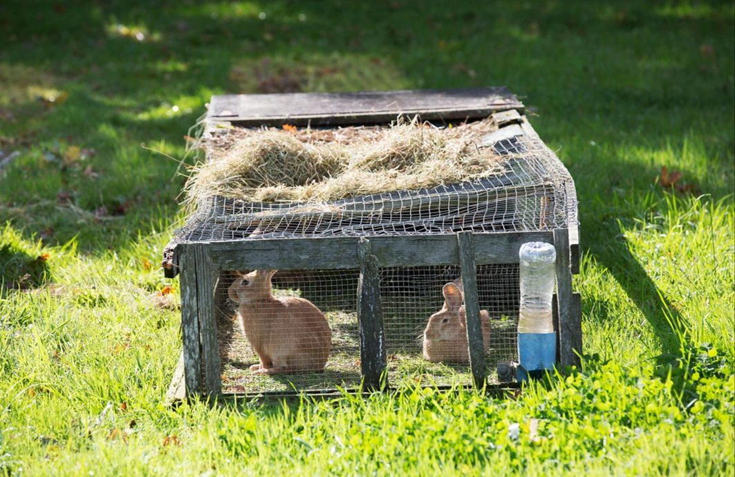 Des lapins élevés au pâturage dans une cage mobile.