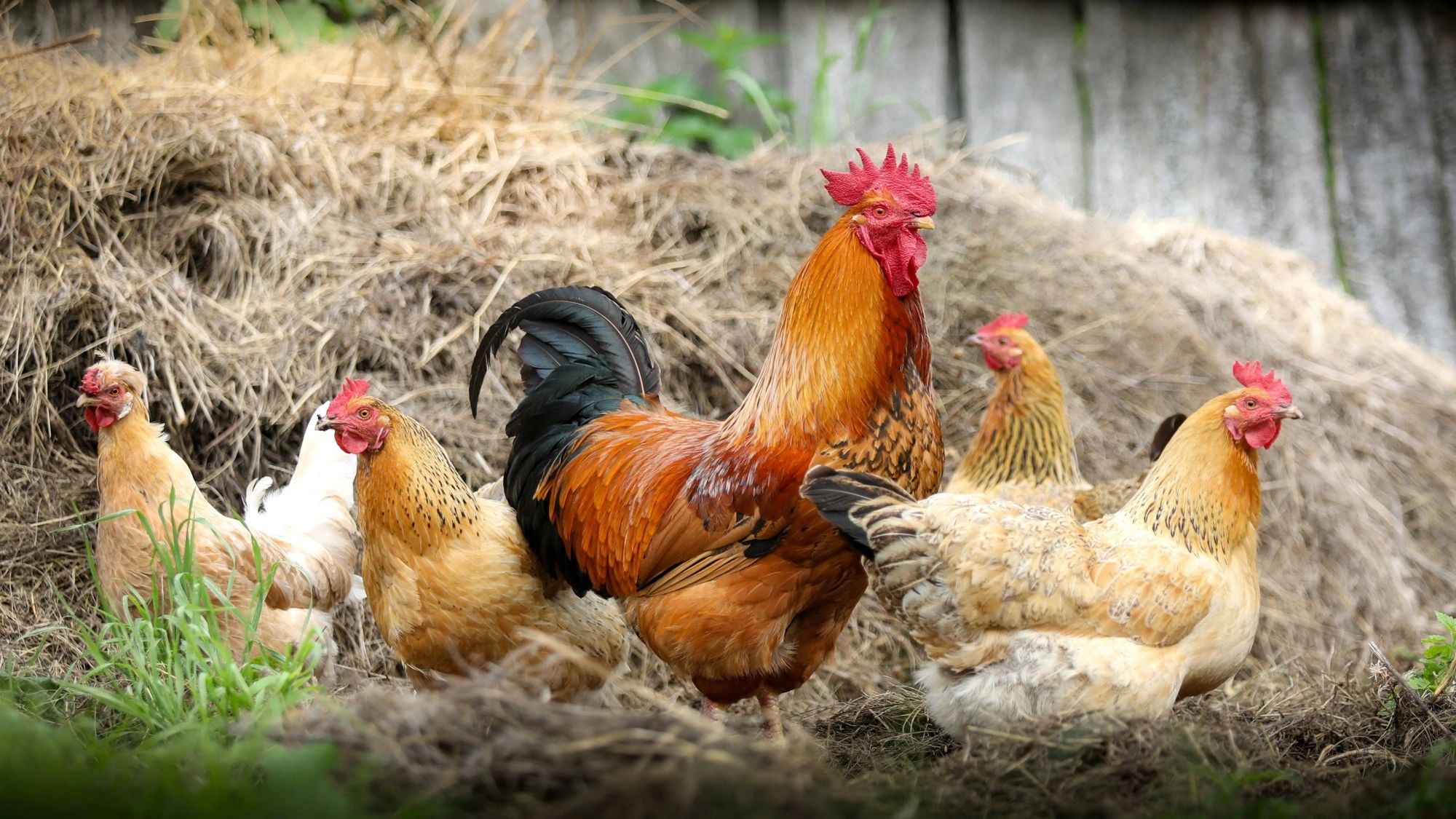 Un groupe de poules avec un coq.
