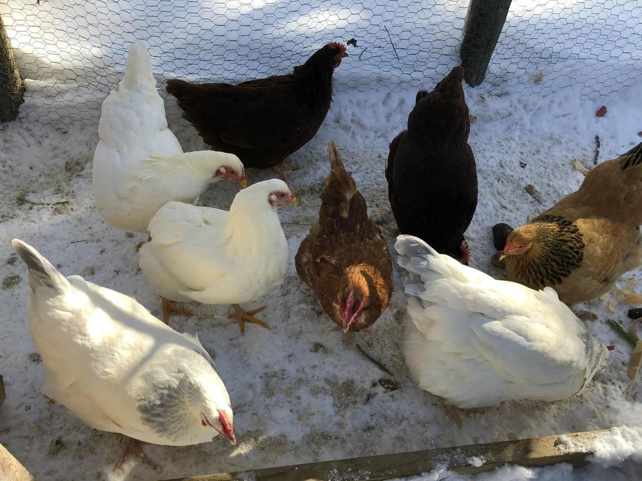 Un groupe de poules de races profitant d’une belle journée d’hiver pour être à l’extérieur.