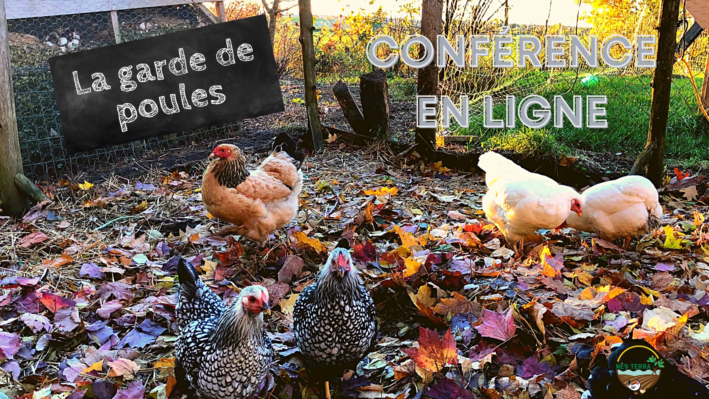 Des poules sur une litière de feuilles.