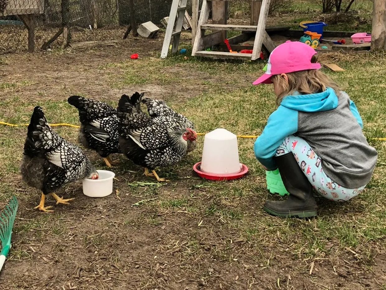 Une fillette accompagnant des poules.