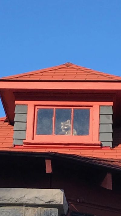 Raccoon inside the dormer window of a house looking out.
