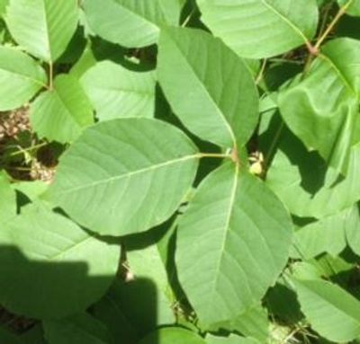 Poison Ivy patch