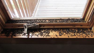 Window sill covered with cluster flies