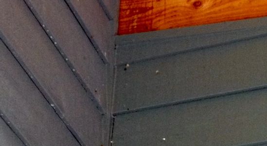 Bats | Eco-Choice Pest Control