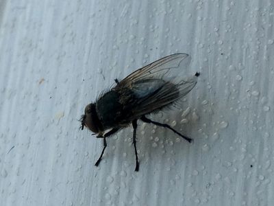 Black cluster fly