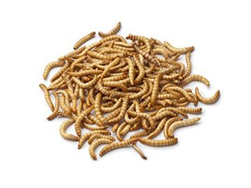 Berkley PowerBait Power Honey Worms VS Live Mealworms Fishing Bait 