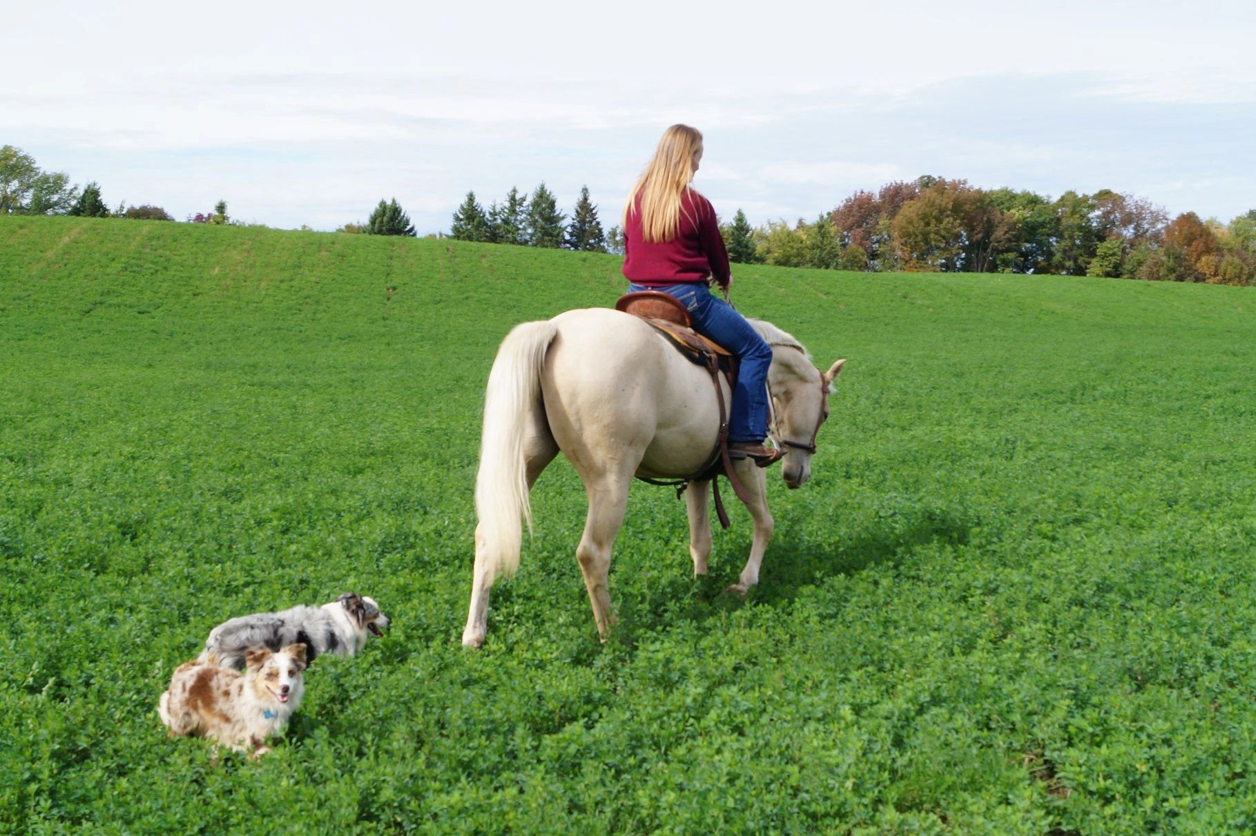 Miniature American Shepherds
 aka Mini Aussies for your companionship 
 AQHA Quarter Horses.