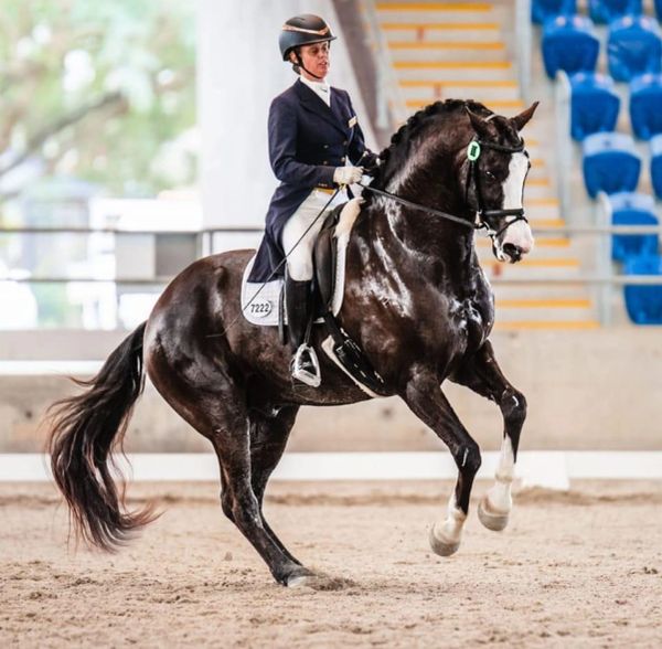 Rider performing dressage on a black horse.
