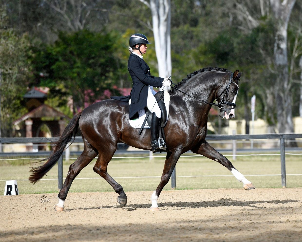 Rider performing dressage on a black horse