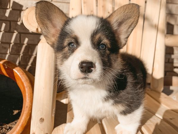 Tri-Colored Pembroke Welsh Corgi