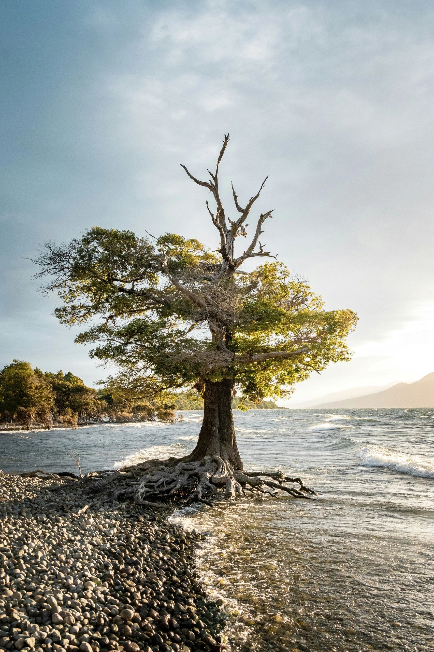 Tree with deep exposed roots on a rocky shoreline