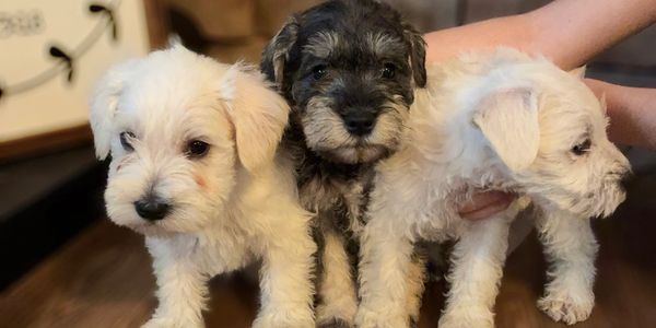 Three adorable puppies sitting closely together indoors.