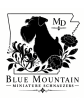 Blue Mountain Miniature Schnauzers