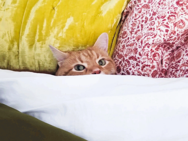 Orange cat peeking out from under white blanket between colorful pillows.