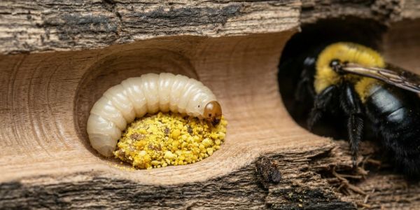 Close-up of a bee and larva inside a wooden hive.