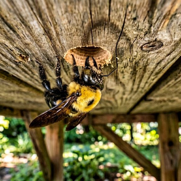 A bumblebee clings to a wooden surface near a hole.
