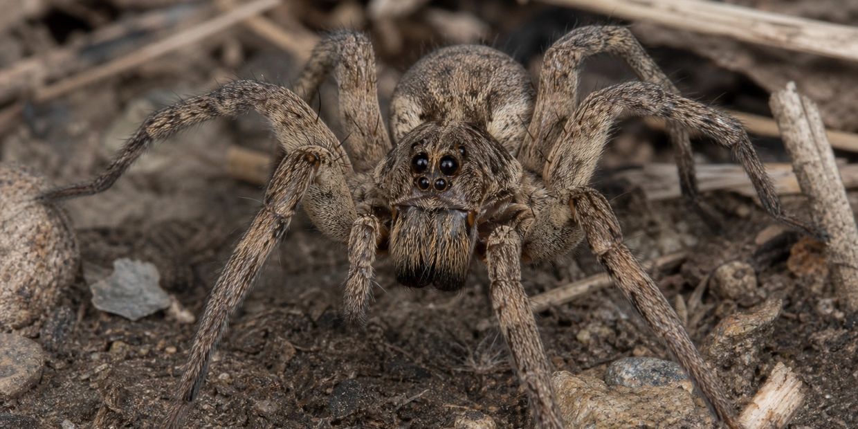 Close-up of a brown spider on dirt.