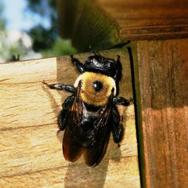 Close-up of a bumblebee resting on wooden surface in sunlight.