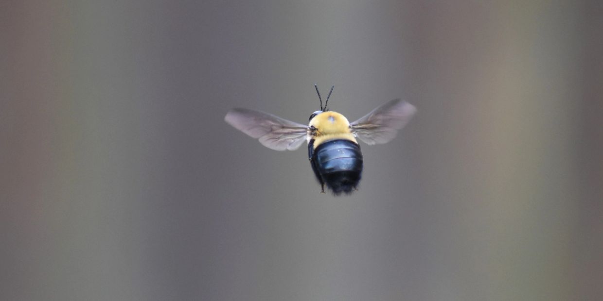Close-up of a bee in mid-flight against a blurred background.